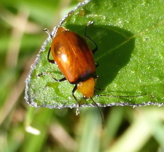 Bicolorizea pectoralis