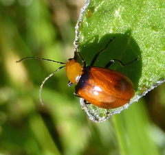 Bicolorizea pectoralis