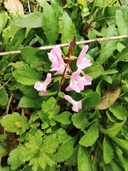Corydalis decumbens