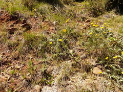 Balsamorhiza sericea