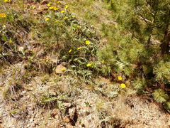 Balsamorhiza sericea