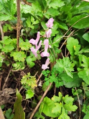 Corydalis decumbens