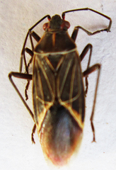 Boisea fulcrata fulcrata