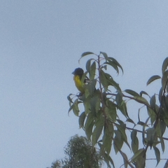 Pheucticus aureoventris