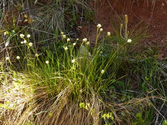 Calliscirpus criniger