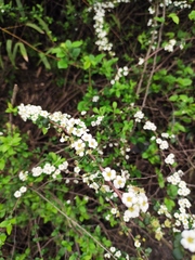 Spiraea thunbergii