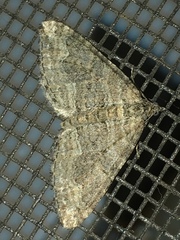 Perizoma custodiata