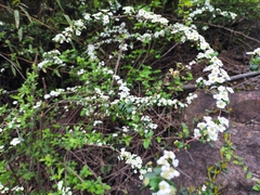Spiraea thunbergii