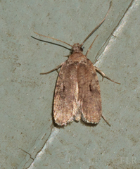 Agonopterix curvilineella