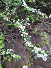 Spiraea thunbergii