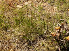 Calliscirpus criniger