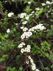 Spiraea thunbergii