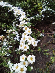Spiraea thunbergii