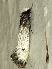 Tinea occidentella