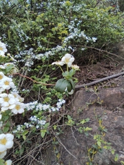 Spiraea thunbergii