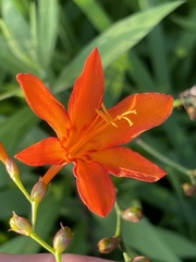 Freesia laxa