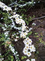 Spiraea thunbergii