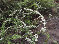 Spiraea thunbergii