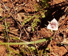 Calochortus tolmiei