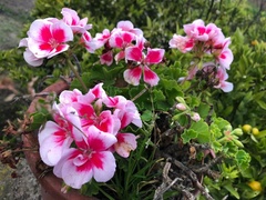 Pelargonium × hybridum