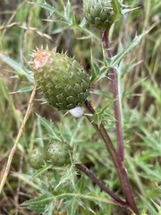 Cirsium quercetorum