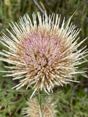Cirsium quercetorum