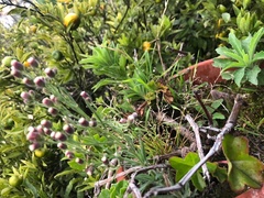 Asteraceae