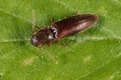 Agriotes oblongicollis