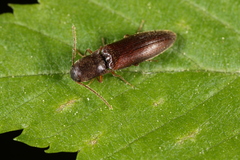 Agriotes oblongicollis