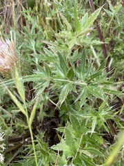 Cirsium quercetorum