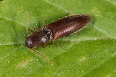 Agriotes oblongicollis