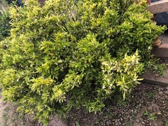 Angiospermae