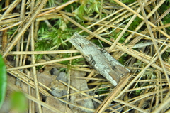 Xylena thoracica