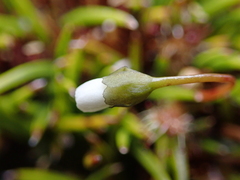 Drosera stenopetala