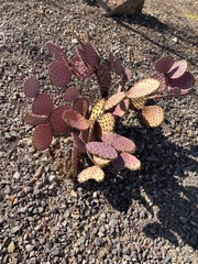 Opuntia gosseliniana