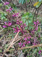 Cercis chinensis