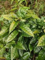 Aucuba chinensis