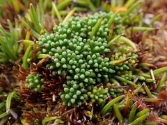 Phyllachne clavigera