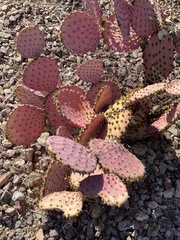 Opuntia gosseliniana