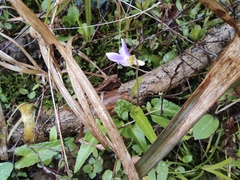 Viola philippica