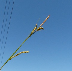 Carex mendocinensis