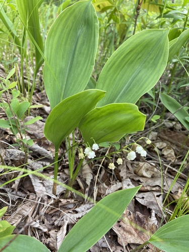 Convallaria pseudomajalis (Convallaria pseudomajalis)
