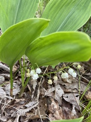 Convallaria pseudomajalis