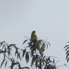 Pheucticus aureoventris