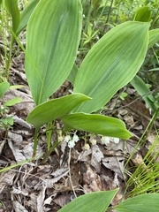 Convallaria pseudomajalis
