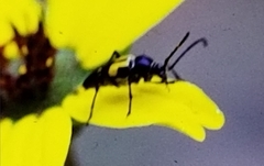 Typocerus lunulatus