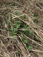 Ranunculus acris acris