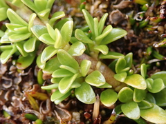 Coprosma perpusilla subantarctica