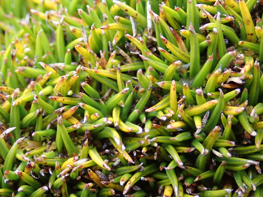 Astelia subulata