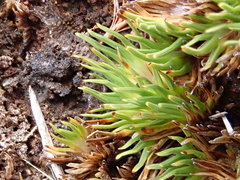 Oreobolus pectinatus